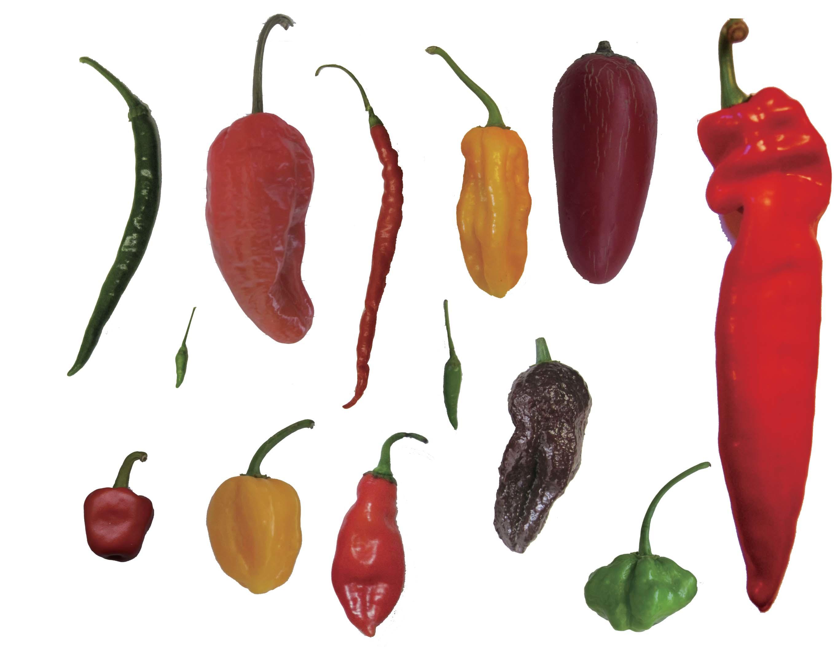 Capsicum1.jpg