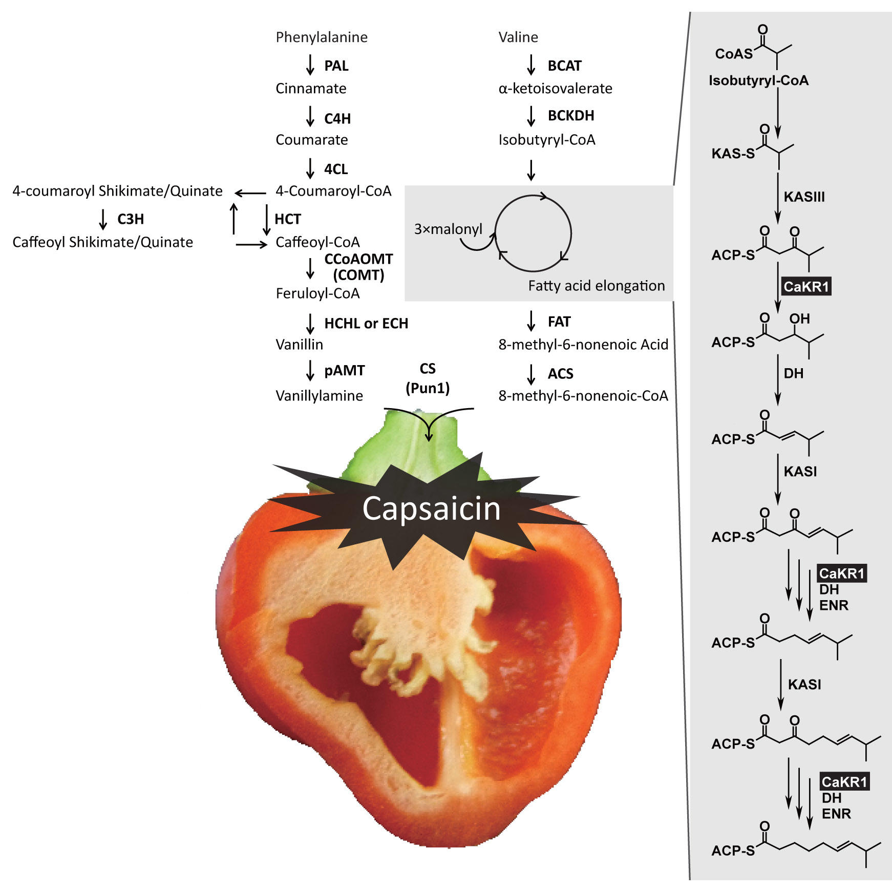 Capsicum2.jpg