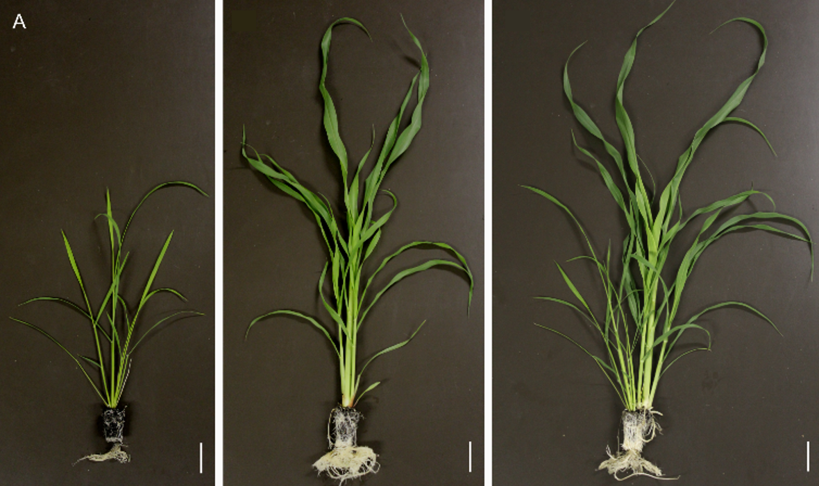 接触混植による畑作物の洪水耐性の強化.　左　イネ単植、中央　パールミレット単植、右　イネ／パ－ルミレット混植