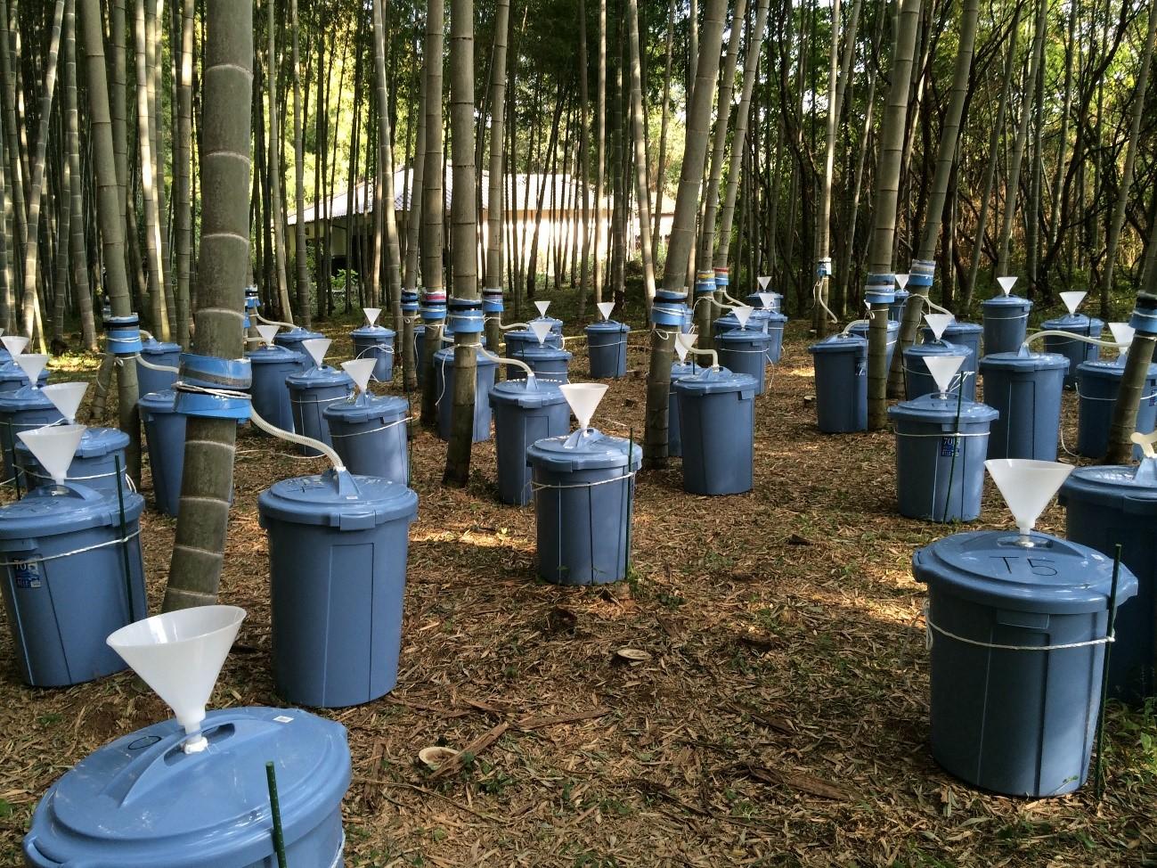 竹林の管理が水資源に及ぼす影響のモニタリング