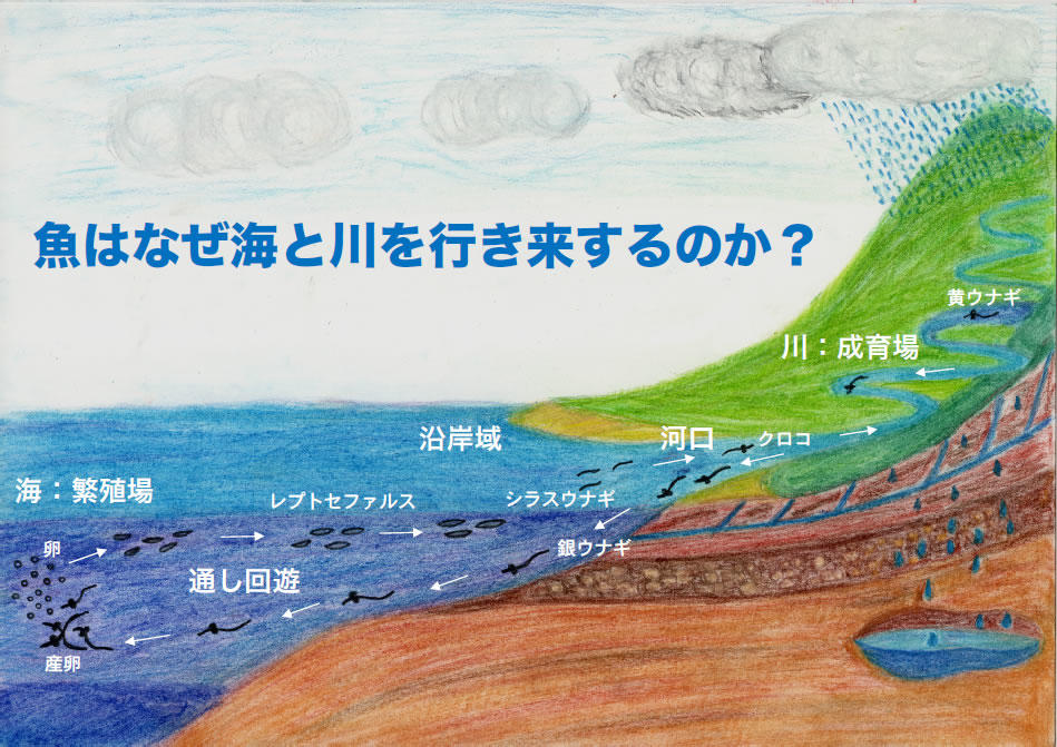 魚はなぜ海と川を行き来するのか？