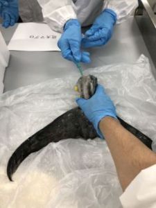 近大マグロを用いた実験の様子