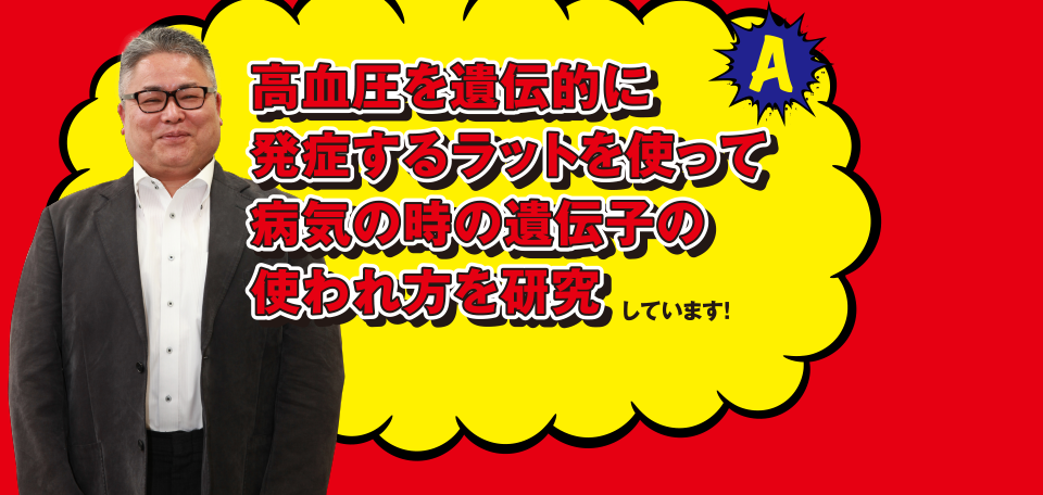 A 高血圧を遺伝的に発症するラットを使って病気の時の遺伝子の使われ方を研究しています!