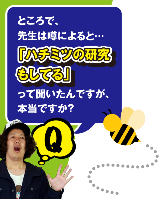 Q ところで、先生は噂によると･･･「ハチミツの研究もしている」って聞いたんですが、本当ですか？