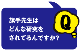 Q 旗手先生はどんな研究をされてるんですか？