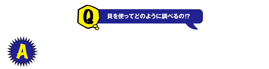 Q 貝を使ってどのように調べるの⁉ A 貝はエサとともに海水に含まれる物質を取り込みます。同じ場所で過去に採取され冷凍保存された貝と、現在の貝を調べることで昔と今の海の汚染状況を調べることができます。タイムカプセルみたいでとてもワクワクします♪