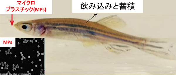 A2 持続可能な社会をめざそう －本当は恐いプラスチック－