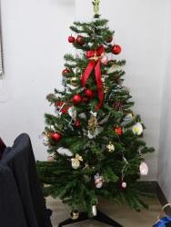 20161221_joshi-christmas-tree.jpg