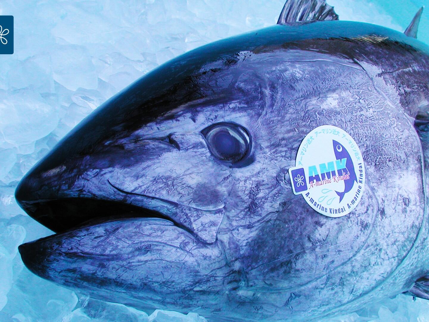 maguro.jpg