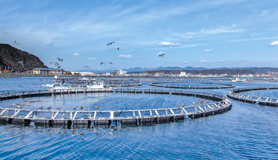 Aquaculture Research Institute, Kindai University