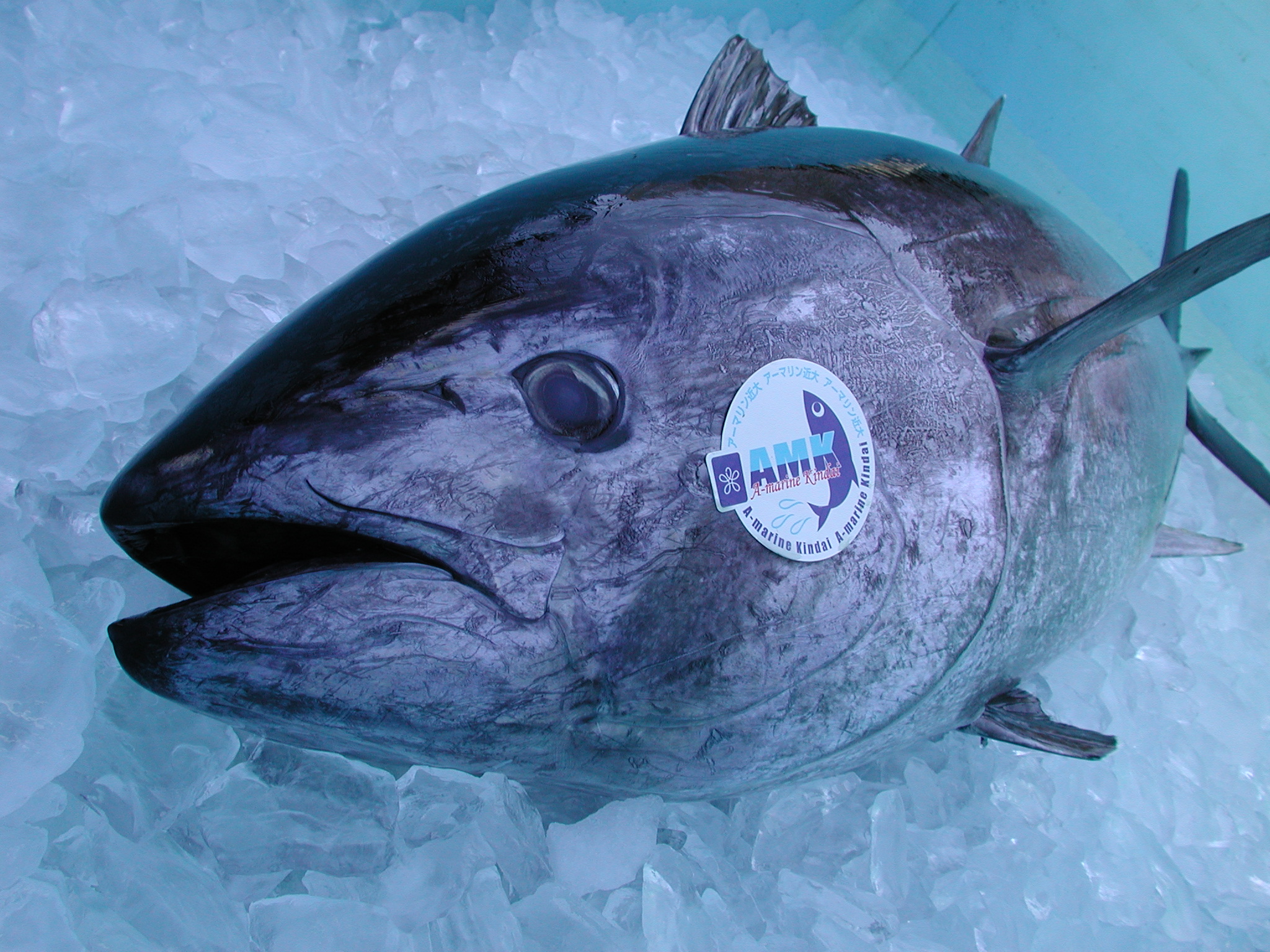 Bringing Farm-Raised Pacific Bluefin Tuna to Market 