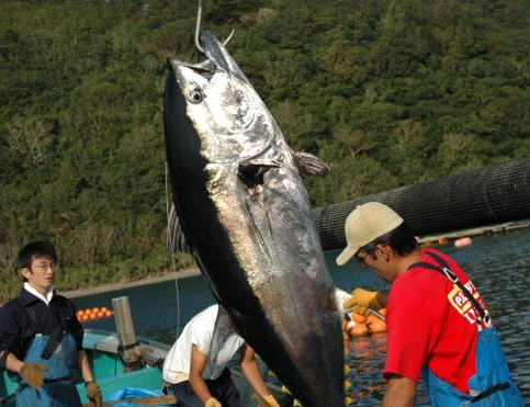 The World's First Farm-raised Bluefin Tuna