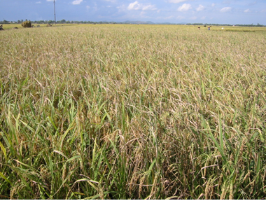 Bacterial Effector Modulation of Host E3 Ligase Activity Suppresses PAMP-Triggered Immunity in Rice by Professor Kawasaki (Source: Nature Communications)