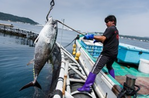 Taming the wild tuna ～Why Farmed Fish Are Taking Over Our Dinner Plates～(Source:Wall Street Journal)