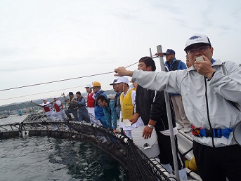 Yellowfin Tuna Cultivation from Eggs in Panama (Source: NHK WORLD)