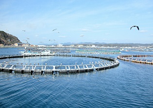 The Overriding Lesson From Tuna Fishing (Source:The Asahi Shimbun)