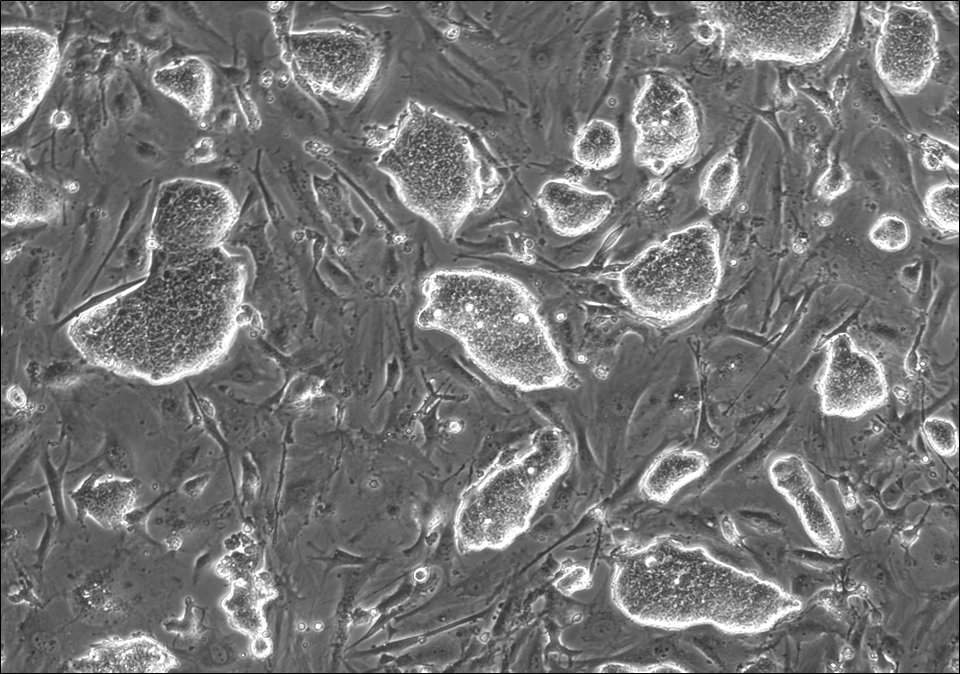 An Alternative Pluripotent State Confers Interspecies Chimaeric Competency (Source:Nature)