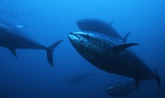 Kinki University leads way in aquaculture evolution(Source:The Japan Times)