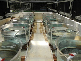 Efforts to Uncover the Biology of Yellowfin Tuna in Panama Progressing