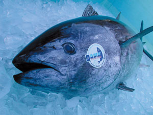 The World's First Farm-raised Bluefin Tuna