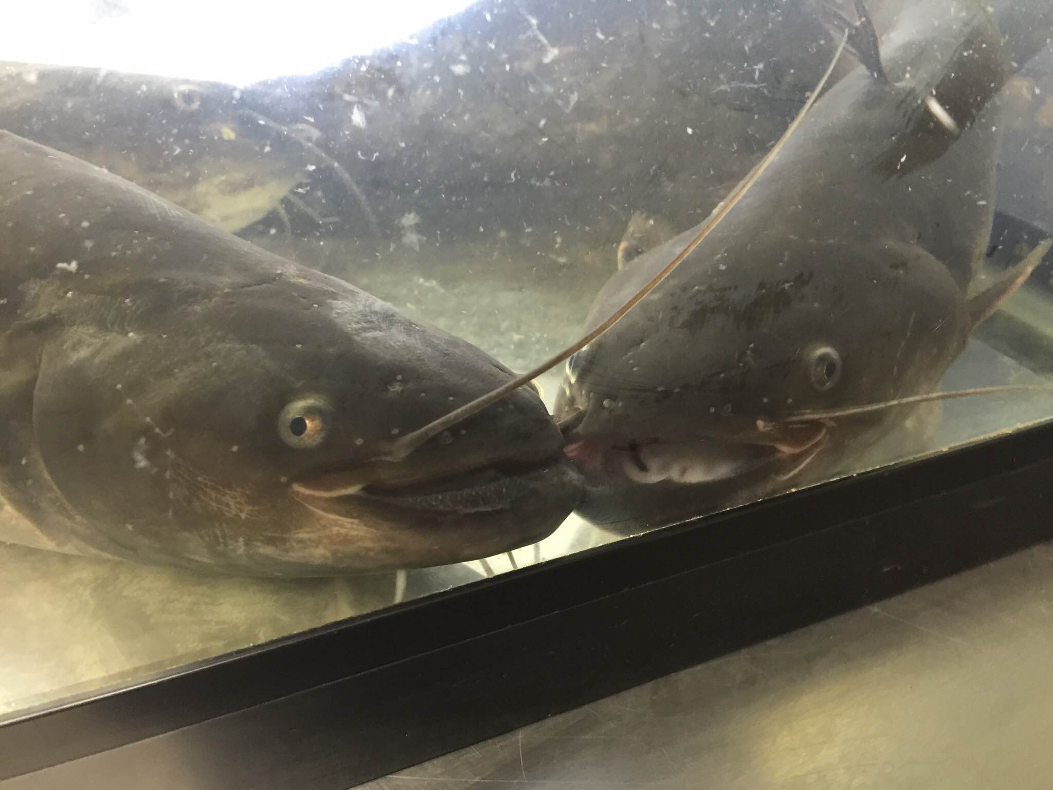 Researchers Cast Their Hopes on Farmed Catfish as Tasty 'unagi' Substitute(Source:The Asahi Shimbun)