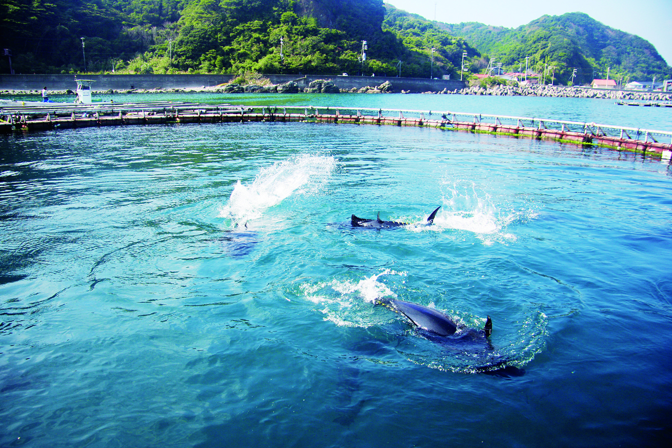 Japan Moving to Lower Catch Limits