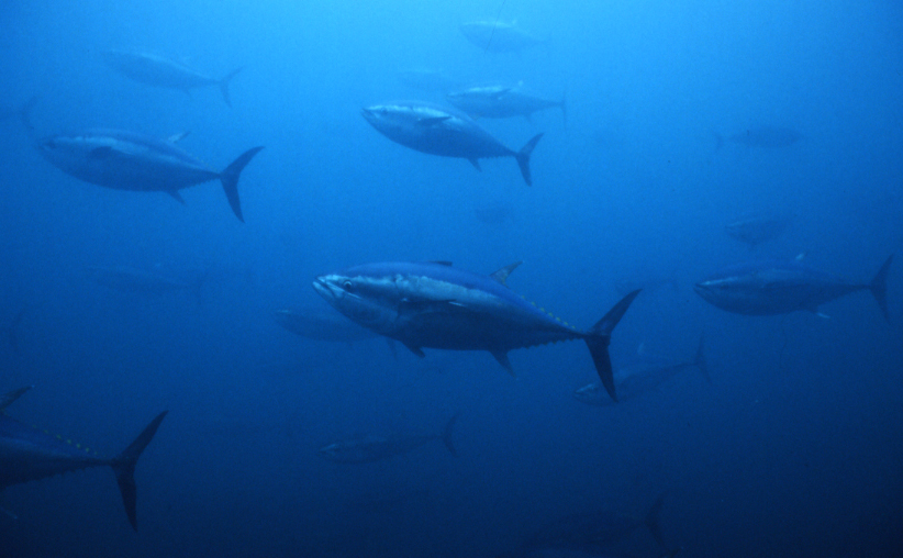 Putting Bluefin Tuna Back on the Menu - by Farming Them (Source:Gemini)