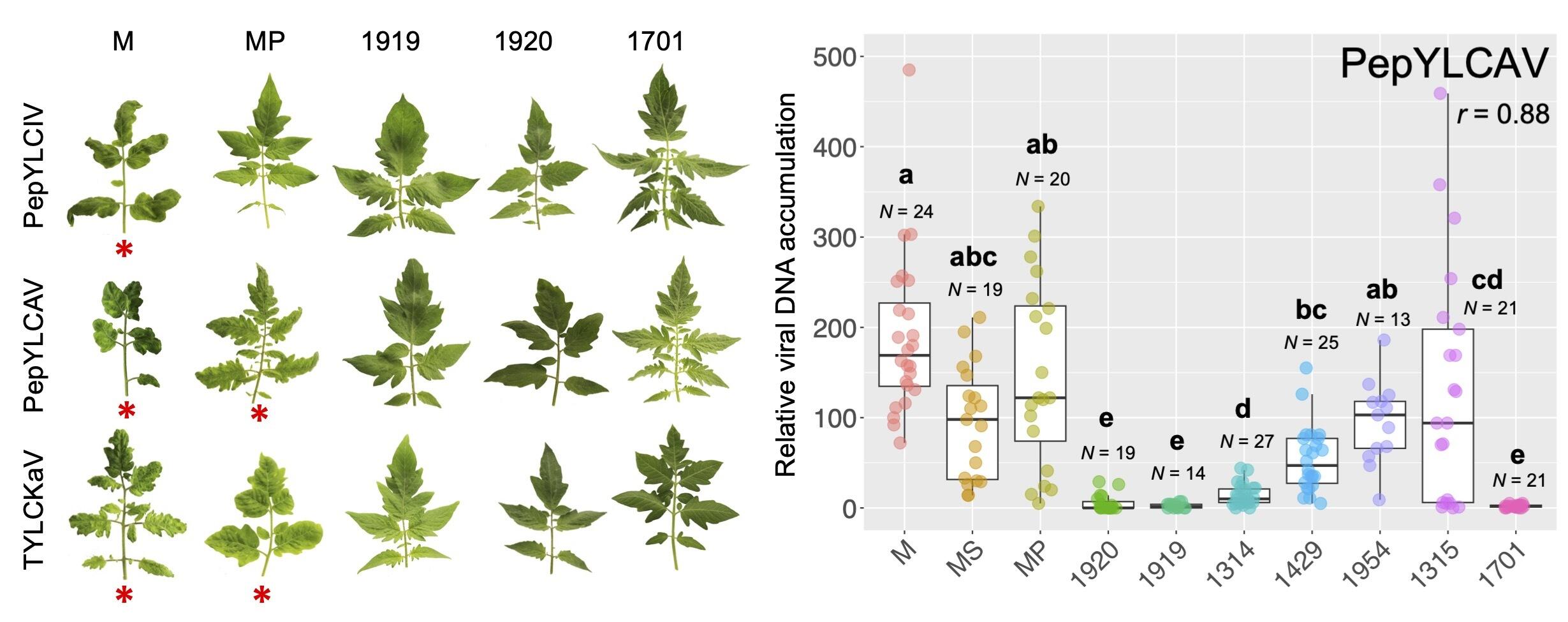 Integration of two genes: A valuable strategy for developing virus-resistant tomatoes