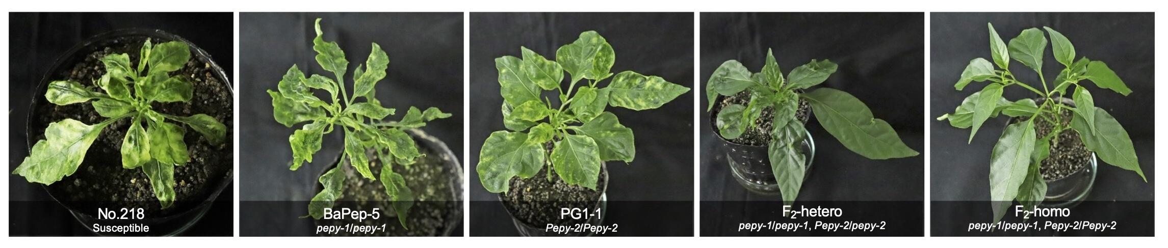 Protecting peppers from devastating viral diseases through gene pyramiding