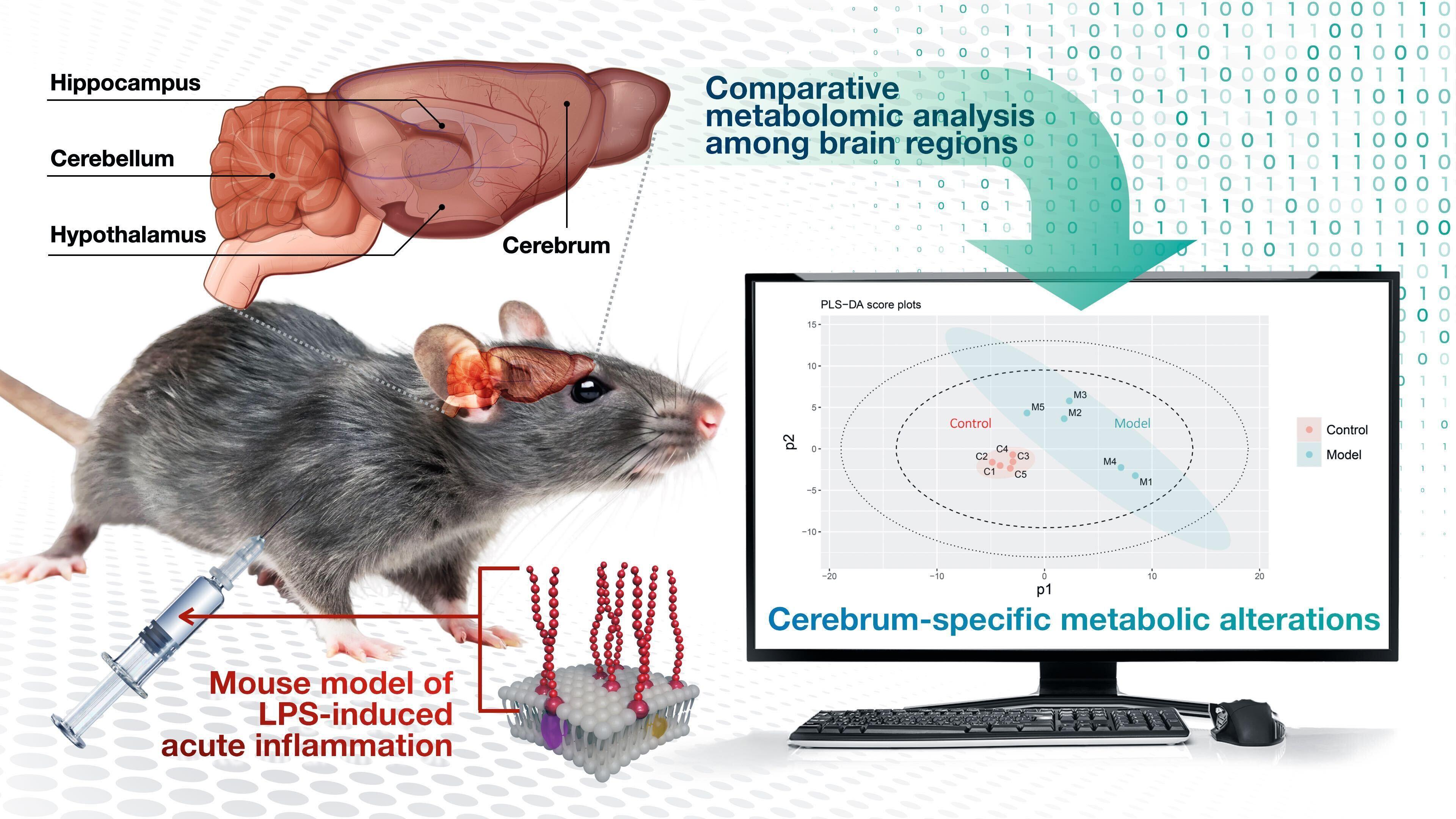Inflammation-induced metabolic shifts linked to brain disorders