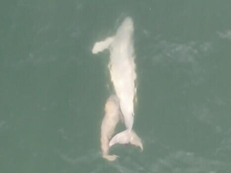 Narrow-ridged finless porpoises are more social than assumed, study finds