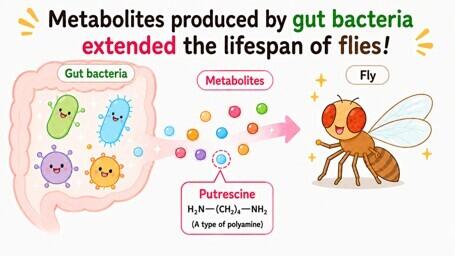 Gut bacteria-derived metabolite contributes to host lifespan extension