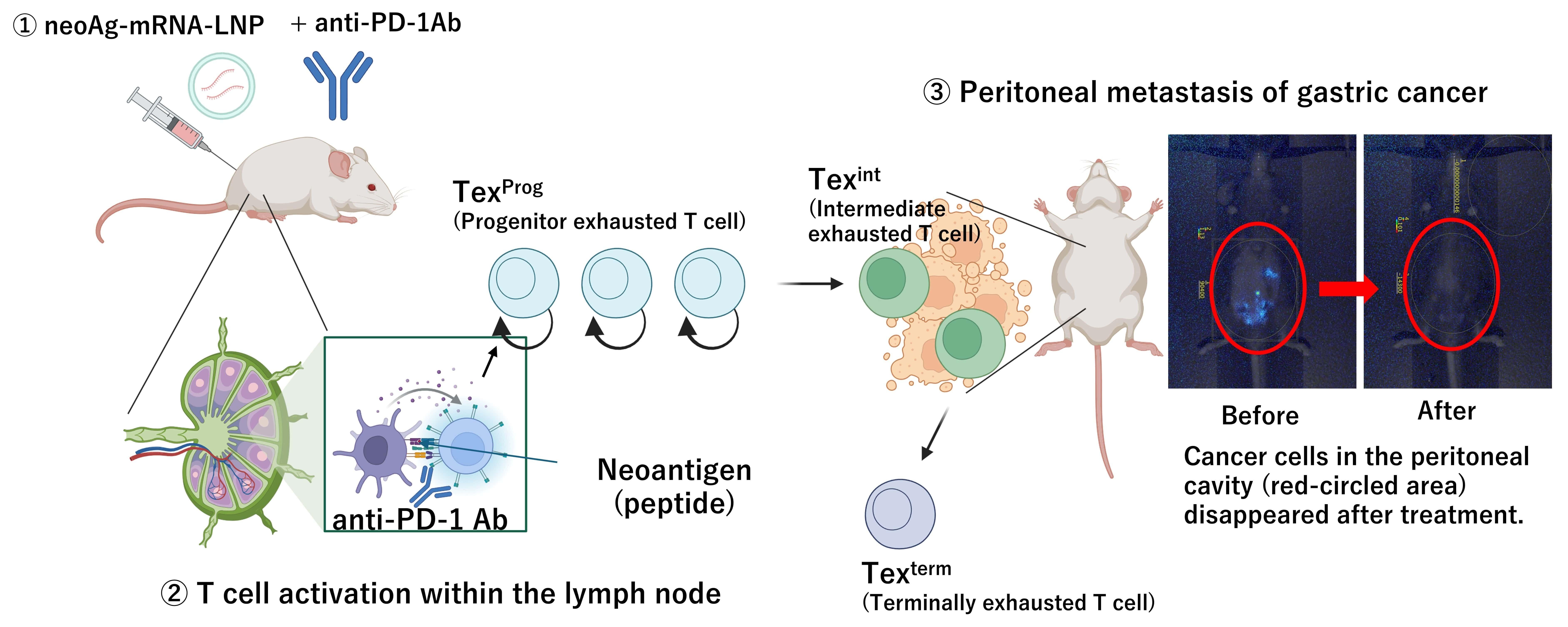 The future of 'personalized' cancer treatment: Antitumor mRNA-based vaccines