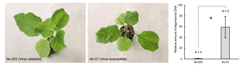 A single gene underlies begomovirus resistance in eggplant