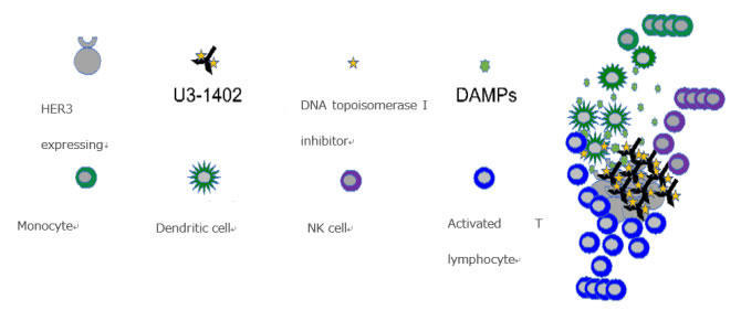 Preclinical Stage Verification for Combined Use of a Drug Under Development with an Existing Drug to Stimulate the Immune System to Attack Cancer Cells - Kindai University