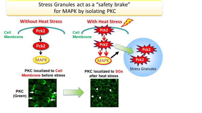 Elucidation of the role of "Stress Granules" that can be therapeutic targets for cancer and ALS -- Kindai University