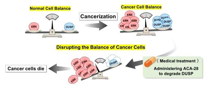 Mechanism of the selective induction of cancer cell-specific cell death by ACA-28 - Kindai University