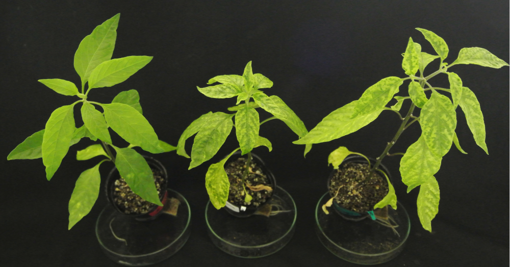 Identified Begomovirus Resistance Gene in Pepper. Possible solution for global problems: Reduction of damage by plant viruses -- Kindai University