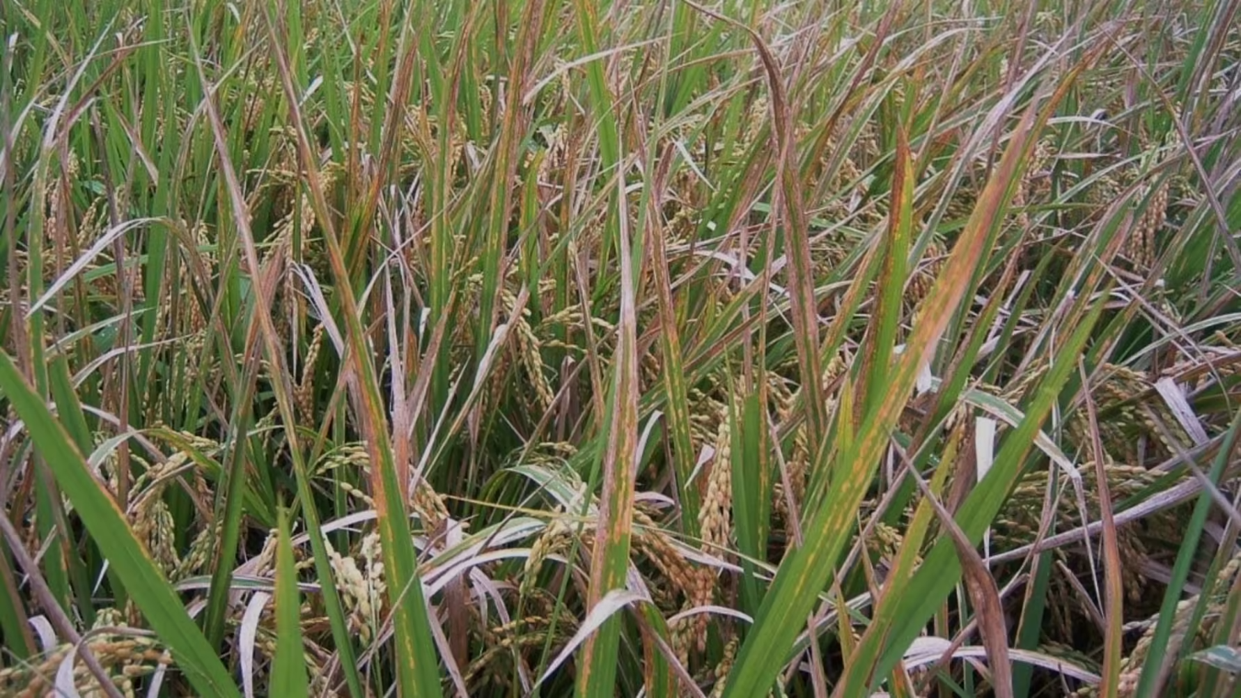Finding the source of pathogen infectivity in rice to reveal the mechanism of induction of immunity:A new insight into the development of disease-resistant plants -- Kindai University
