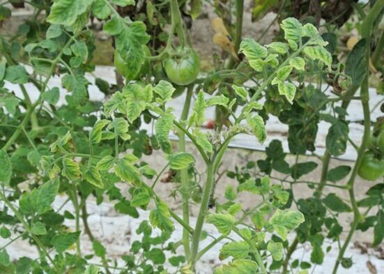 First report of a begomovirus species infecting tomato plants in Okinawa -- Virus invasion from overseas poses a threat to tomato production across Japan -- Kindai University