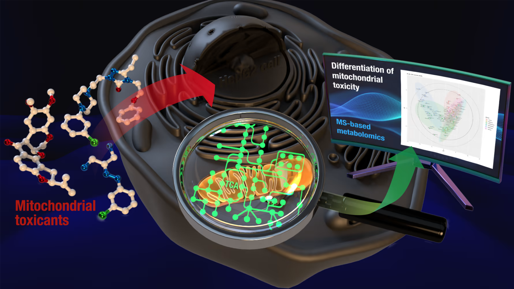 Indicator molecule determined for mitochondrial toxicity arising from side effects of medicine -- High hopes of application to a new method of toxicity assessment in drug development -- Kindai University