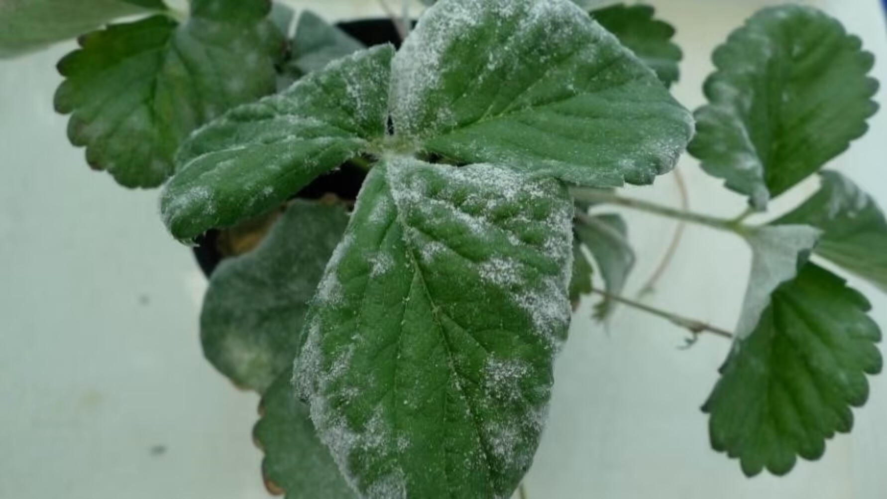First report of quantitative analysis on the number of strawberry powdery mildew conidia produced in a lifHopes of suppressing powdery mildew fungi without over-reliance on agricultural chemicals -- Kindai University