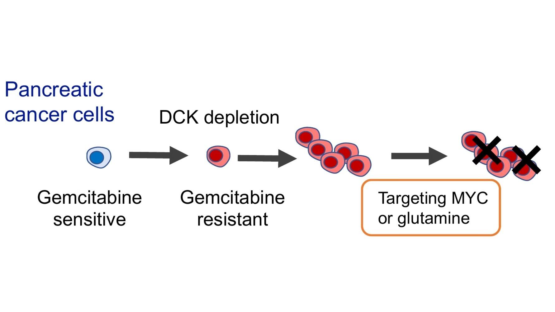 New Study Sheds Light on Chemotherapy Resistance in Pancreatic Cancer Cells for Improved Therapeutics -- Kindai University