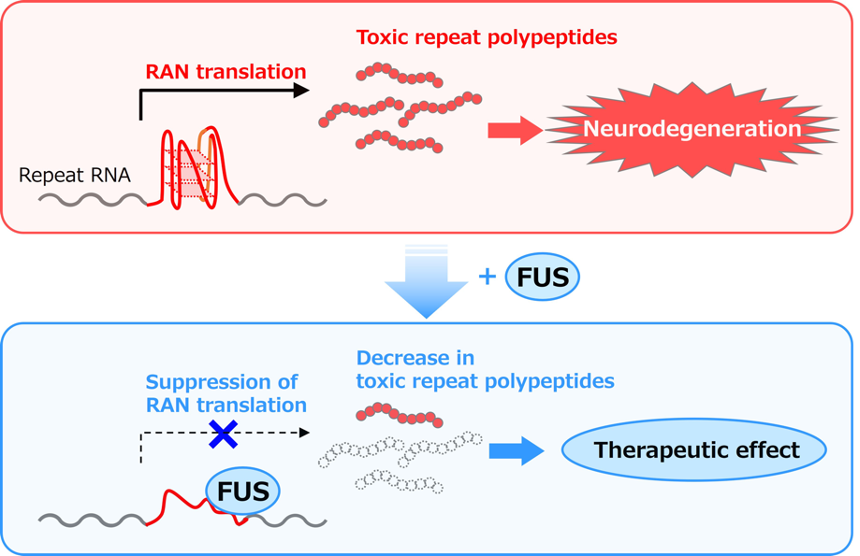 Human FUS Protein Suppresses the Production of Toxic Repeat Polypeptides that Cause Neurodegenerative Diseases -- Kindai University