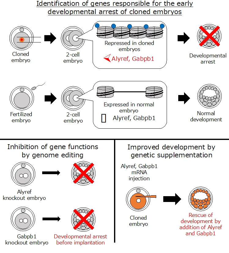 Alyref and Gabpb1 -- Gene Targets to Overcome Preimplantation Arrest in Cloned Embryos Discovered -- Kindai University