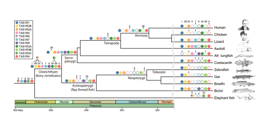 Unraveling the evolutionary origins of umami and sweet taste preferences -- Kindai University