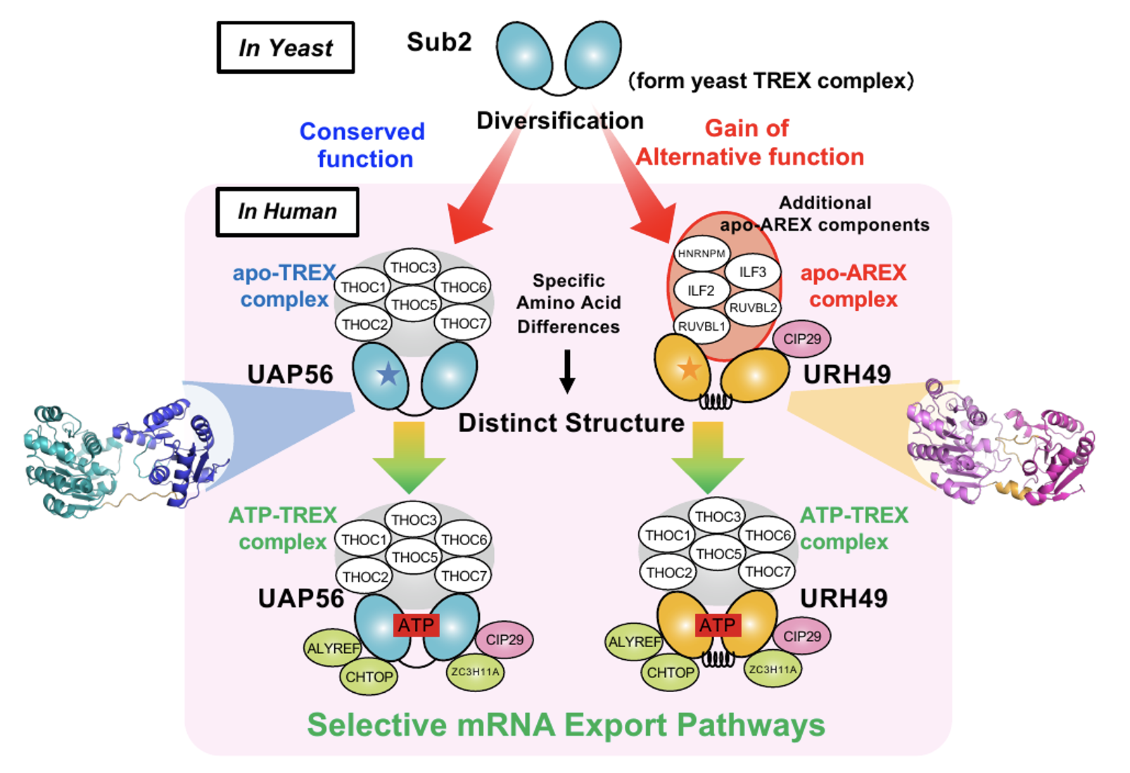 How nearly identical RNA helicases drive "mRNA export" via distinct protein complex pathways -- Kindai University