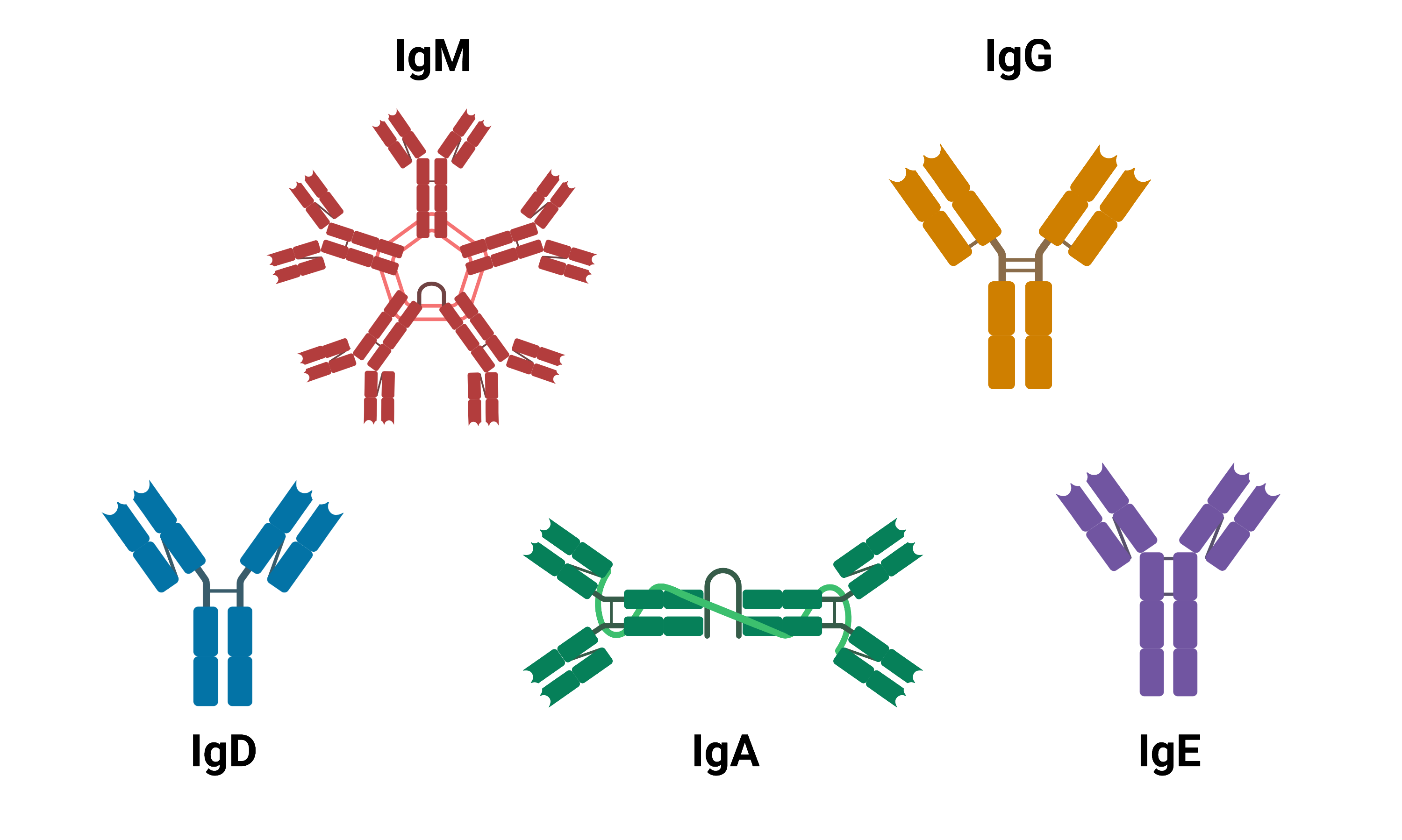 Clarifying a synergistic effect between different types of antibodies in cancer treatment -- Kindai University