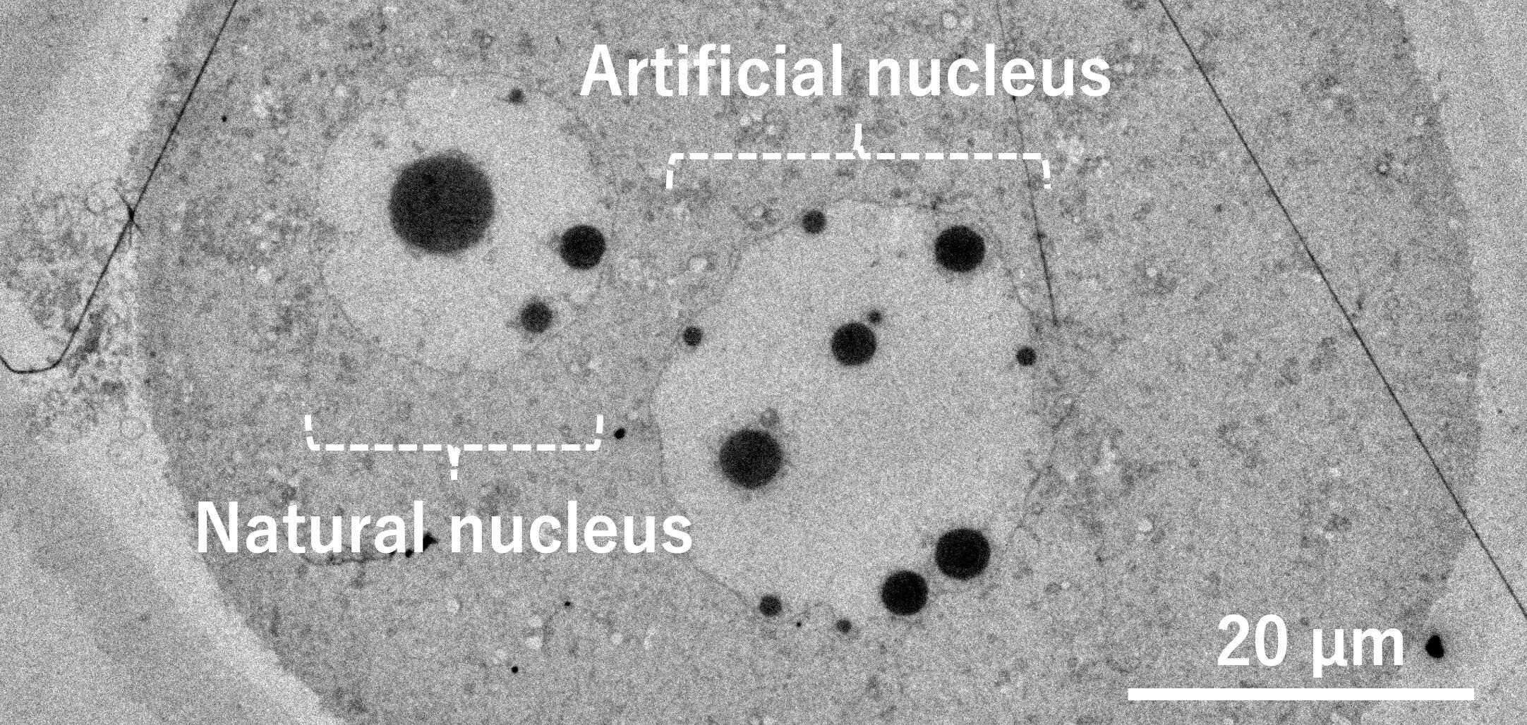 Revolutionizing cell biology: first-ever artificial cell nuclei created in living egg from purified DNA injection -- Kindai University
