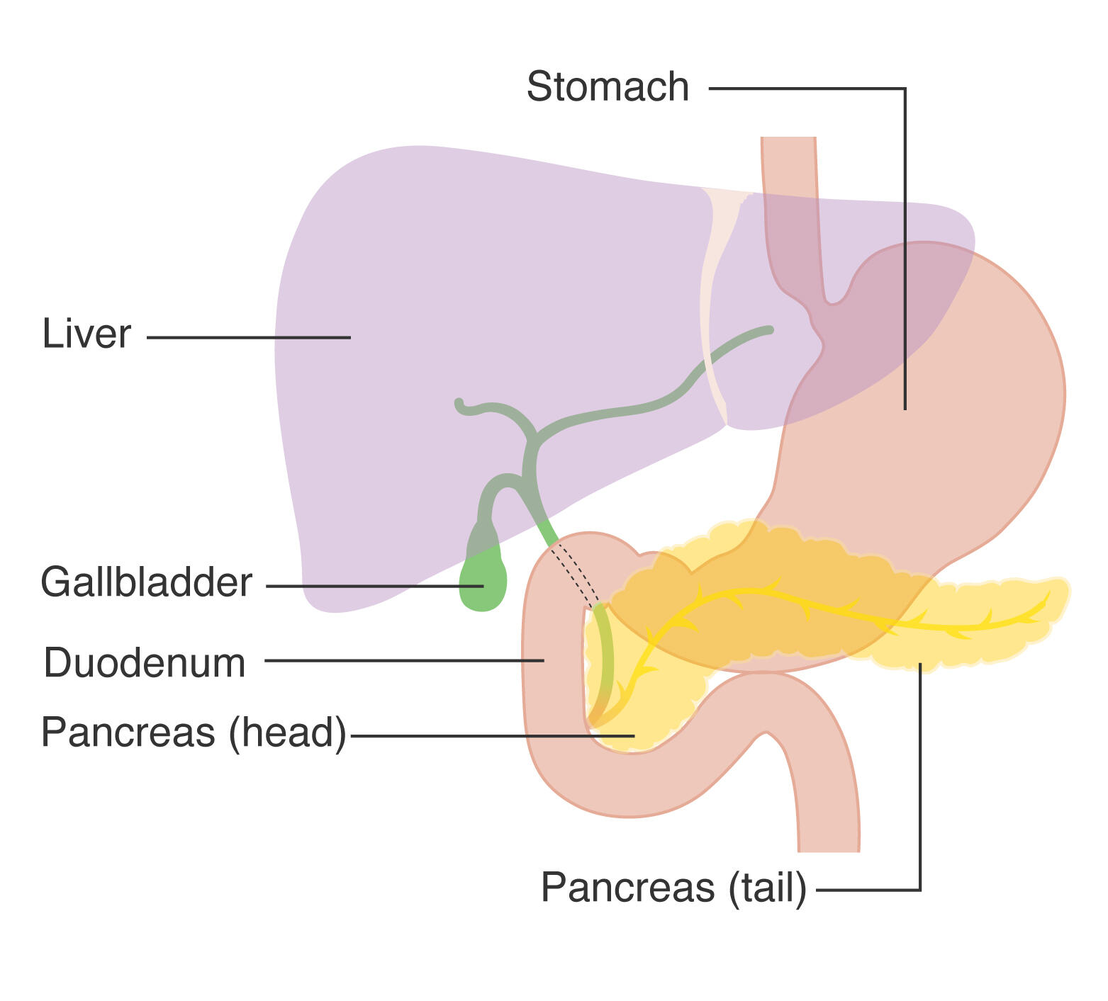 Unveiling immune system responses that induce and maintain autoimmune pancreatitis -- Kindai University